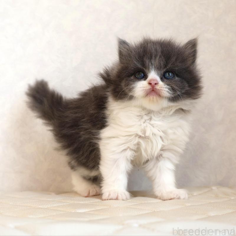 販売中の静岡県のブリティッシュショートヘア-134844の10枚目