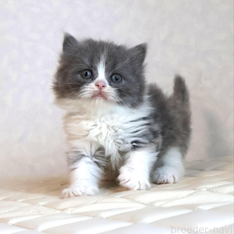 商談中の静岡県のブリティッシュショートヘア-134842