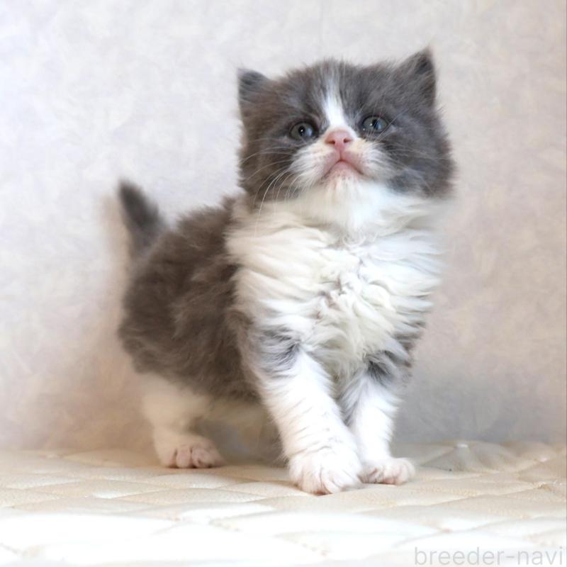 商談中の静岡県のブリティッシュショートヘア-134842の3枚目