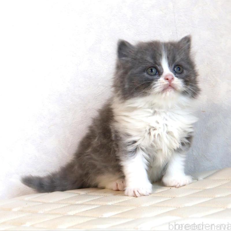 商談中の静岡県のブリティッシュショートヘア-134842の2枚目