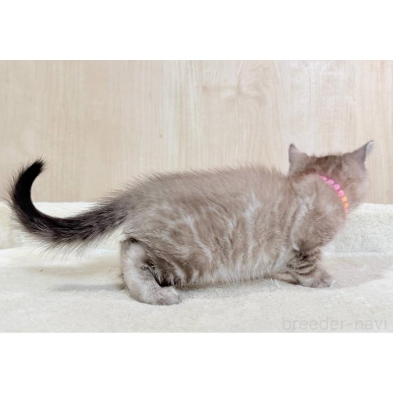 販売中の神奈川県のベンガル-136212の4枚目