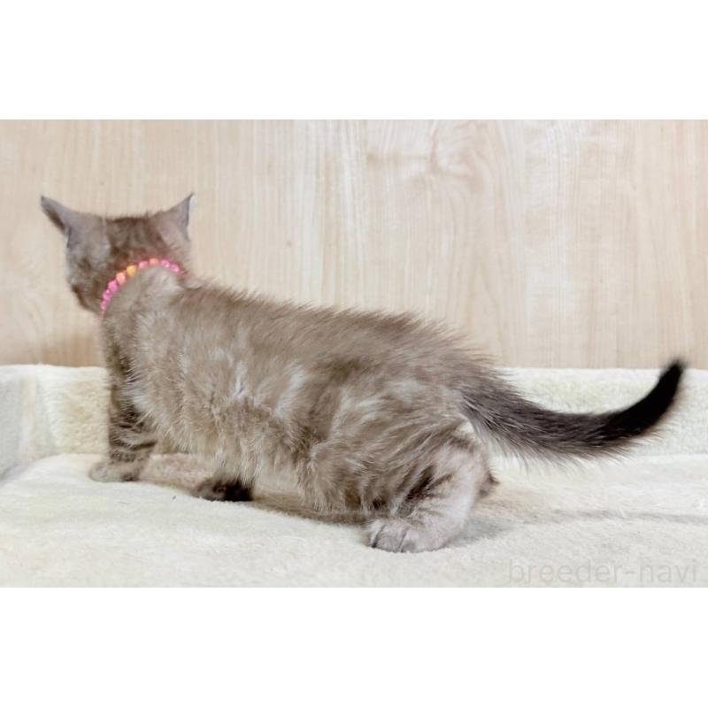 販売中の神奈川県のベンガル-136212の3枚目