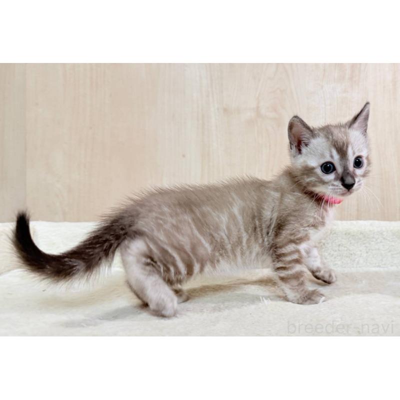 販売中の神奈川県のベンガル-136212の2枚目