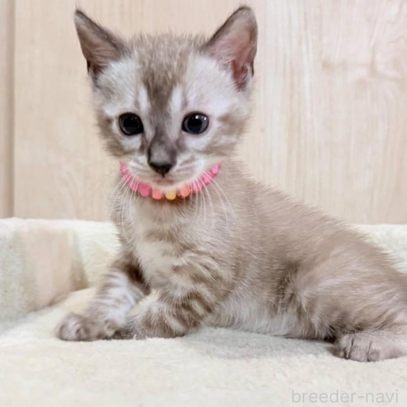 販売中の神奈川県のベンガル-136212の1枚目