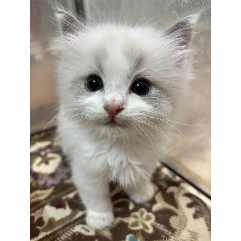 販売中の兵庫県のラグドール-136214の3枚目