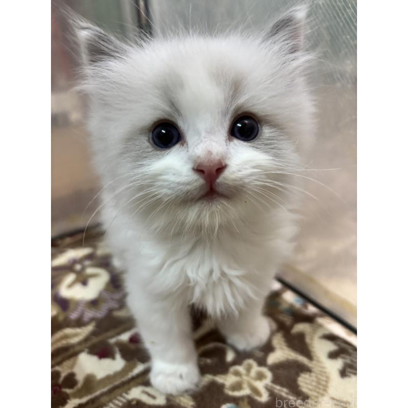 販売中の兵庫県のラグドール-136214の2枚目