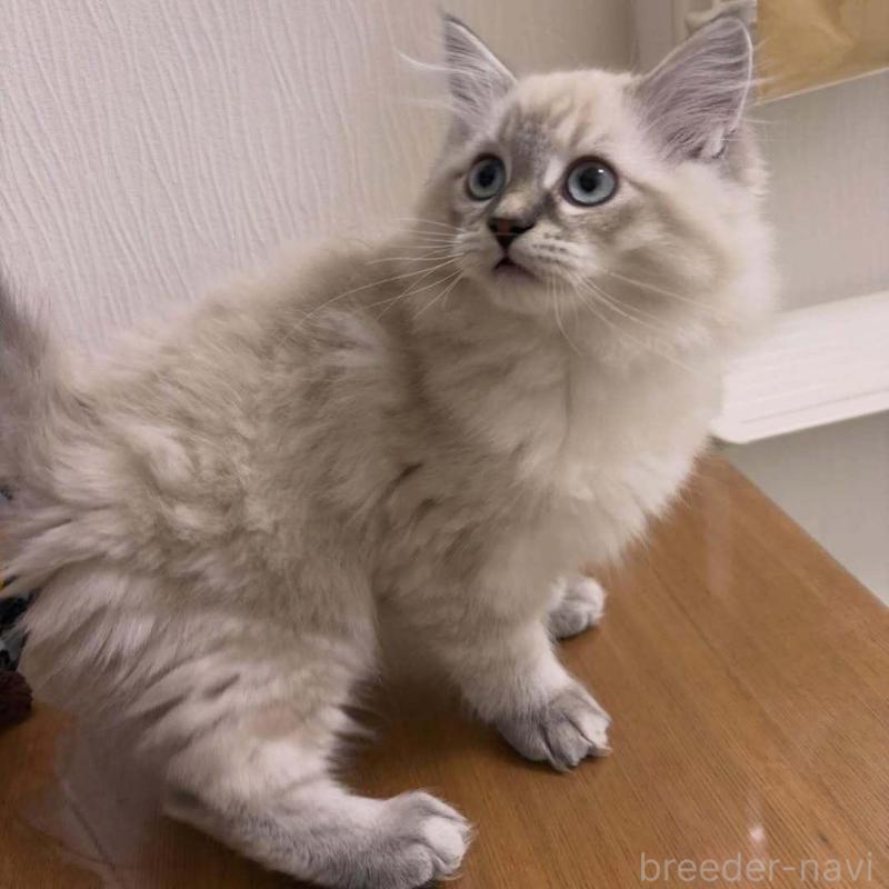 販売中の京都府のラガマフィン-136215の5枚目