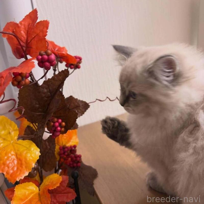 販売中の京都府のラガマフィン-136215の4枚目