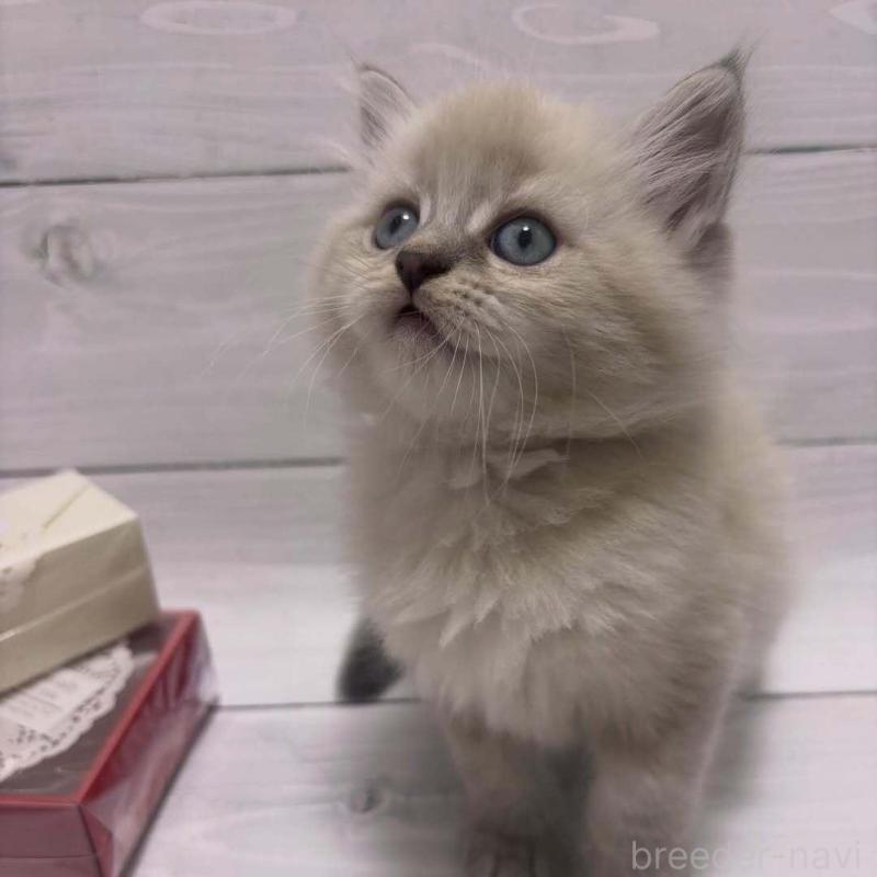 販売中の京都府のラガマフィン-136215の3枚目