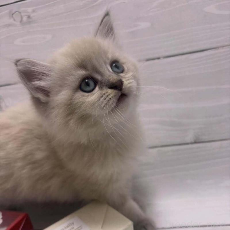 販売中の京都府のラガマフィン-136215の2枚目