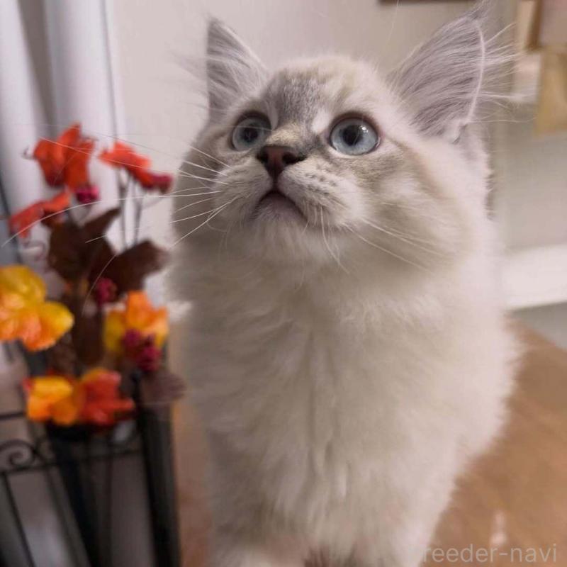 販売中の京都府のラガマフィン-136215の1枚目