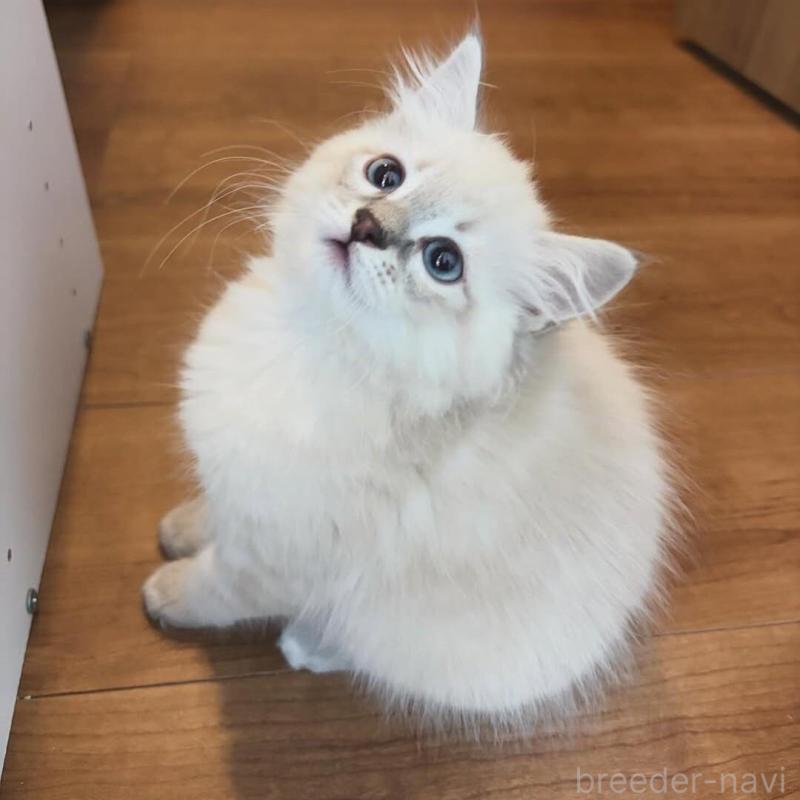 販売中の京都府のラガマフィン-136216