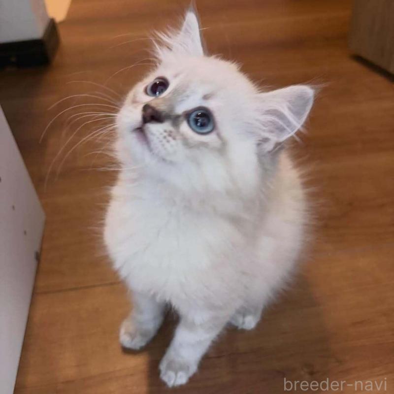 販売中の京都府のラガマフィン-136216の2枚目