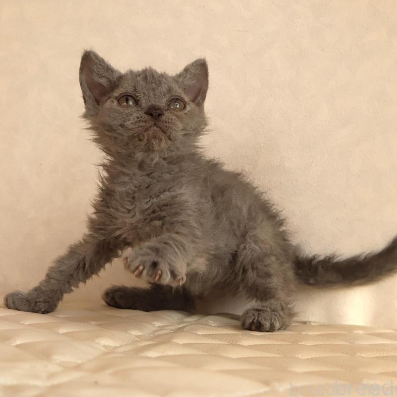 販売中の静岡県のセルカークレックス-134429の8枚目