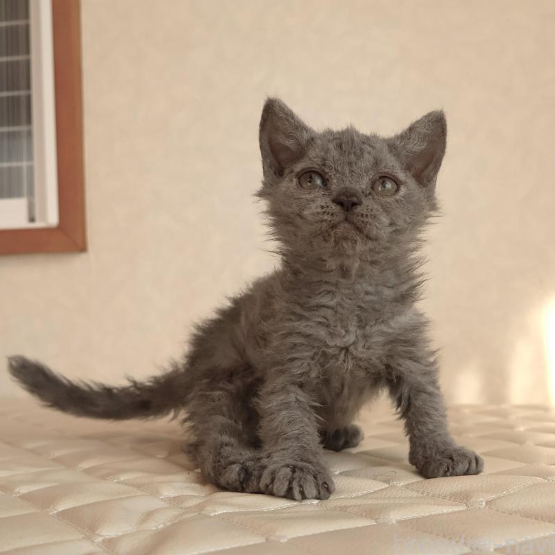 販売中の静岡県のセルカークレックス-134429の7枚目