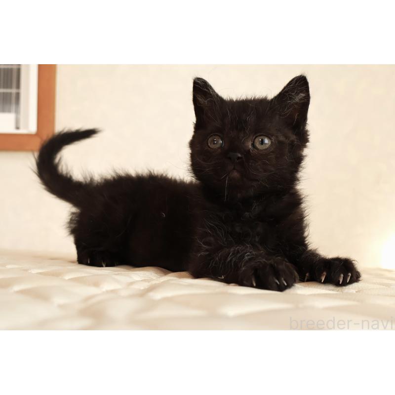 販売中の静岡県のセルカークレックス-134430の15枚目