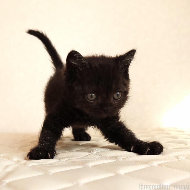 販売中の静岡県のセルカークレックス-134430の13枚目