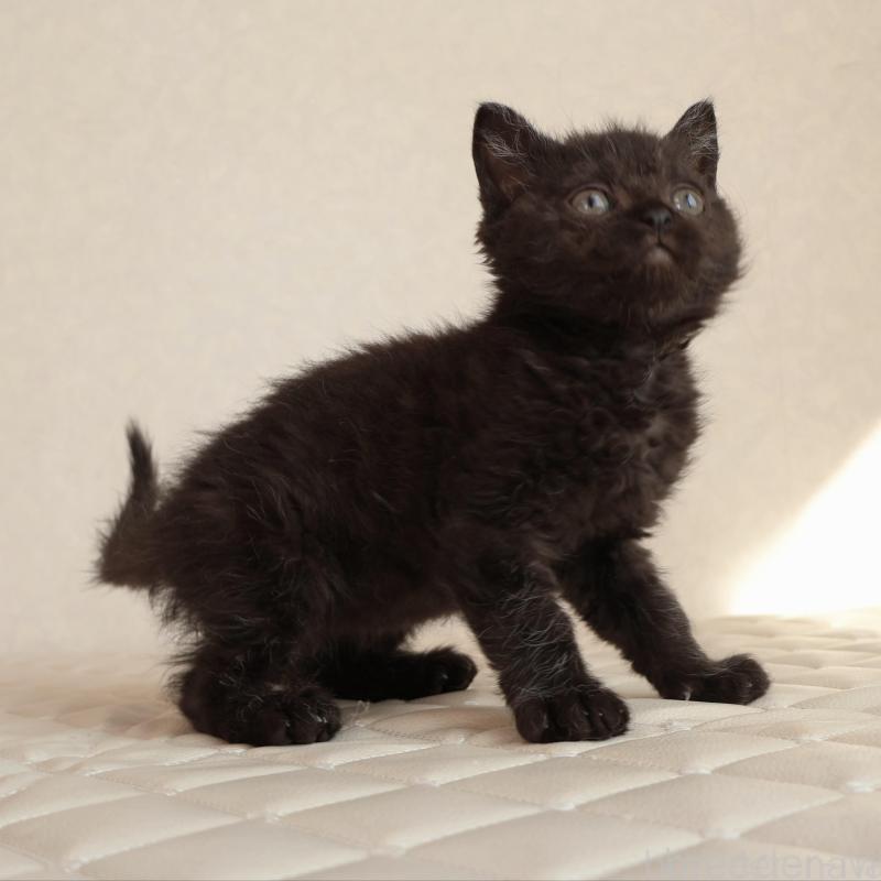 販売中の静岡県のセルカークレックス-134430の12枚目