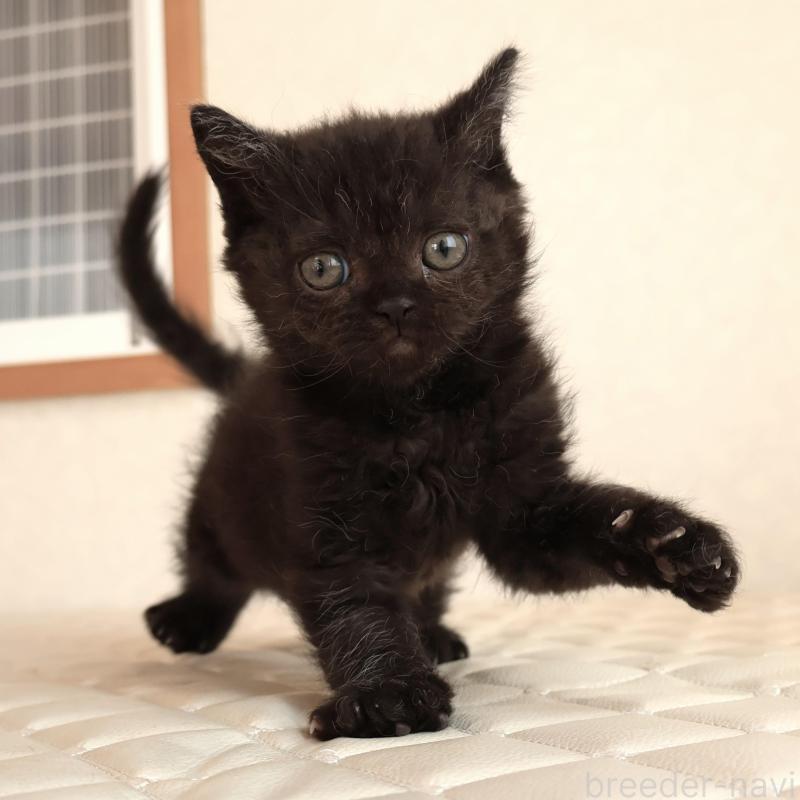 販売中の静岡県のセルカークレックス-134430