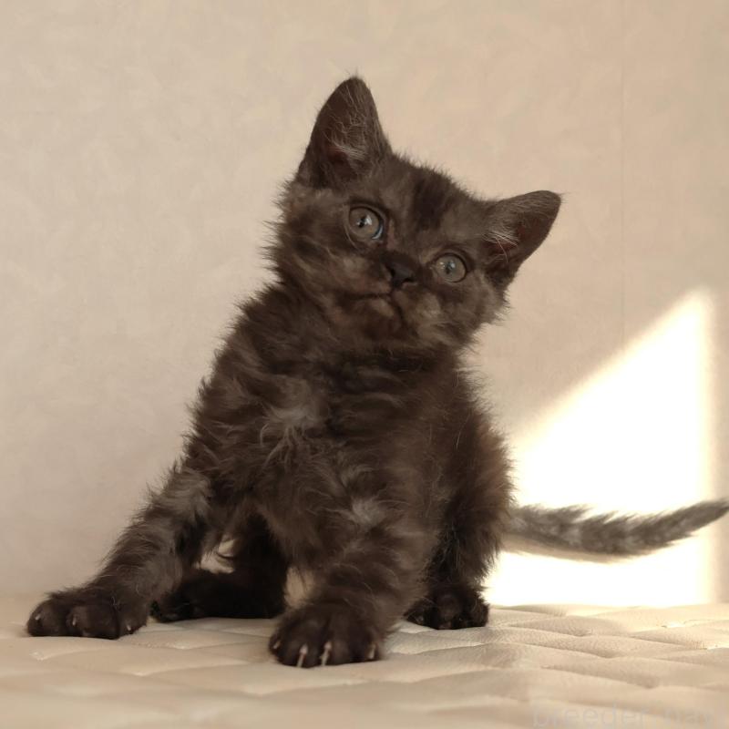 販売中の静岡県のセルカークレックス-134431