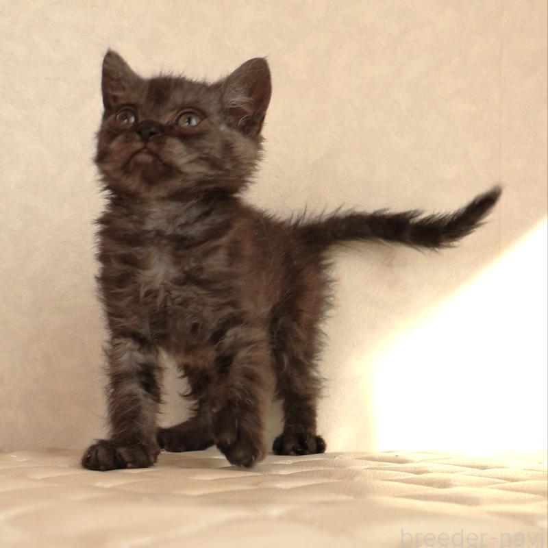 販売中の静岡県のセルカークレックス-134431の6枚目