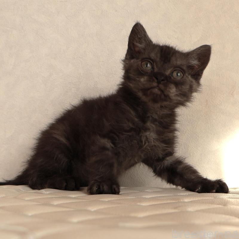 販売中の静岡県のセルカークレックス-134431の5枚目