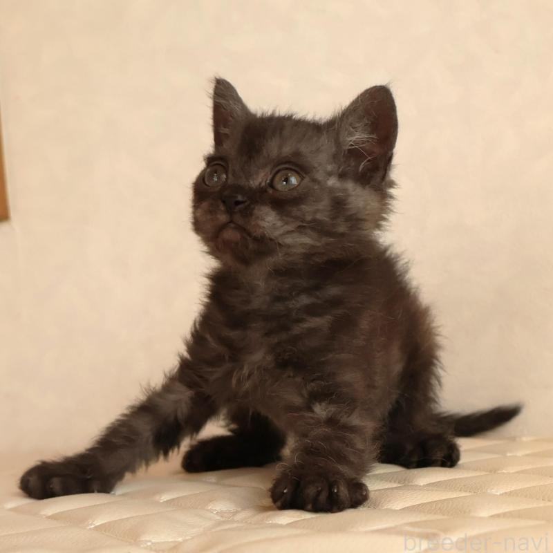 販売中の静岡県のセルカークレックス-134431の4枚目