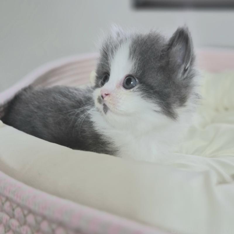 成約済の福岡県のマンチカン(短足)-135648の6枚目