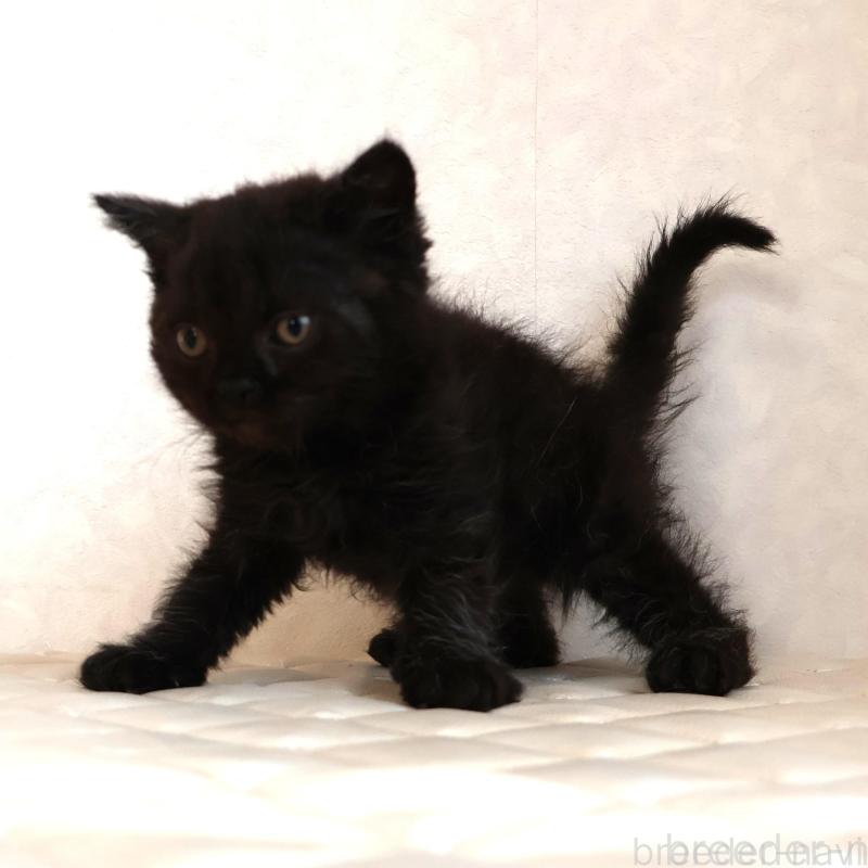 販売中の静岡県のセルカークレックス-134432の10枚目