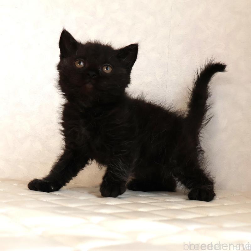 販売中の静岡県のセルカークレックス-134432