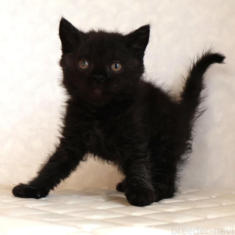 販売中の静岡県のセルカークレックス-134432の8枚目