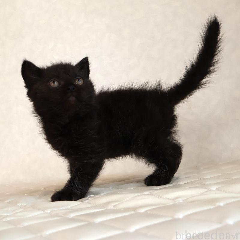 販売中の静岡県のセルカークレックス-134432の7枚目