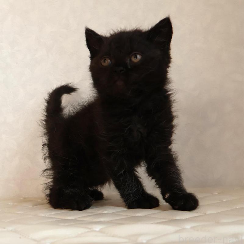 販売中の静岡県のセルカークレックス-134432の6枚目