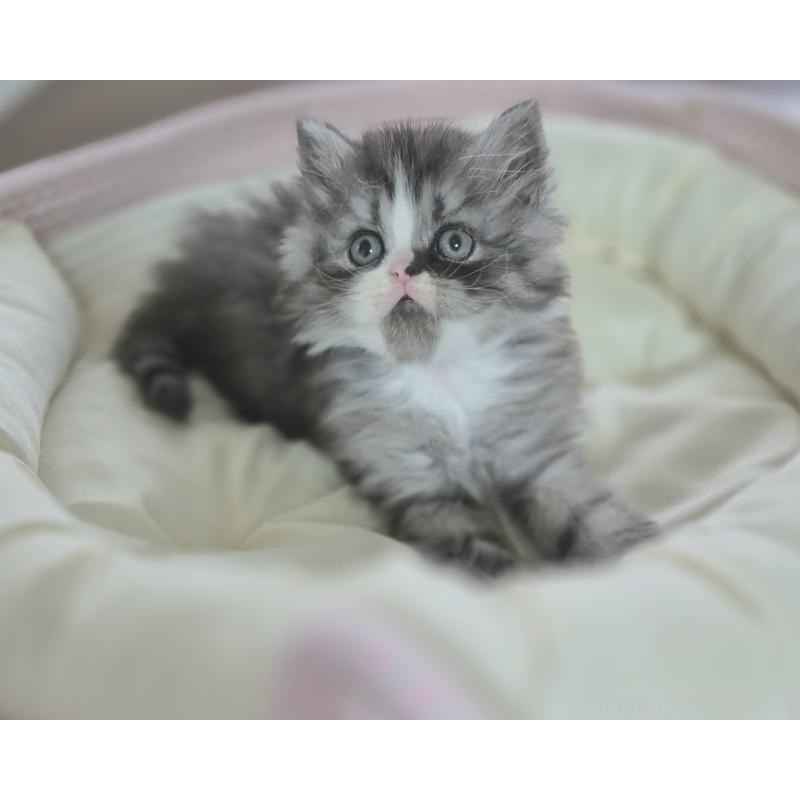 成約済の福岡県のミヌエット-134861の5枚目