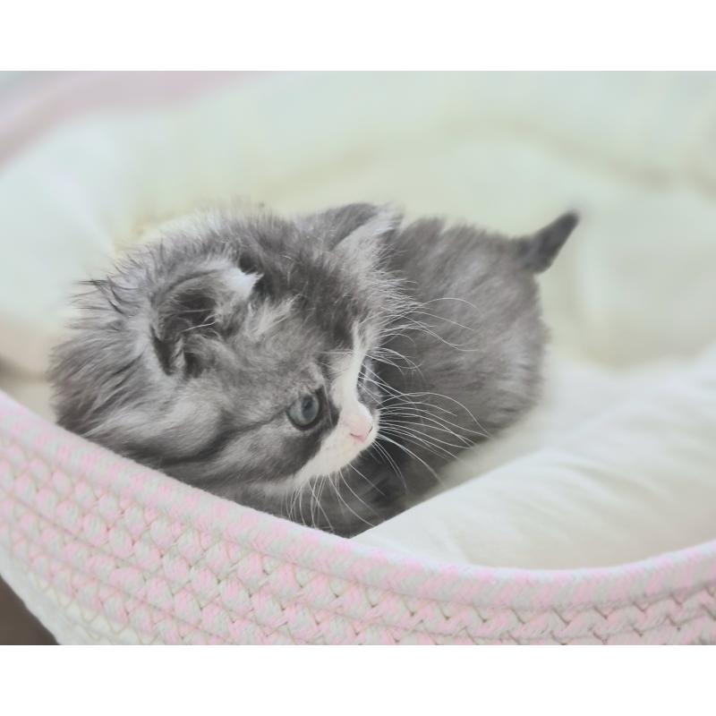 成約済の福岡県のミヌエット-134861の4枚目