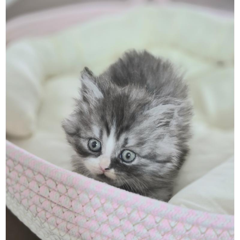 成約済の福岡県のミヌエット-134861の3枚目