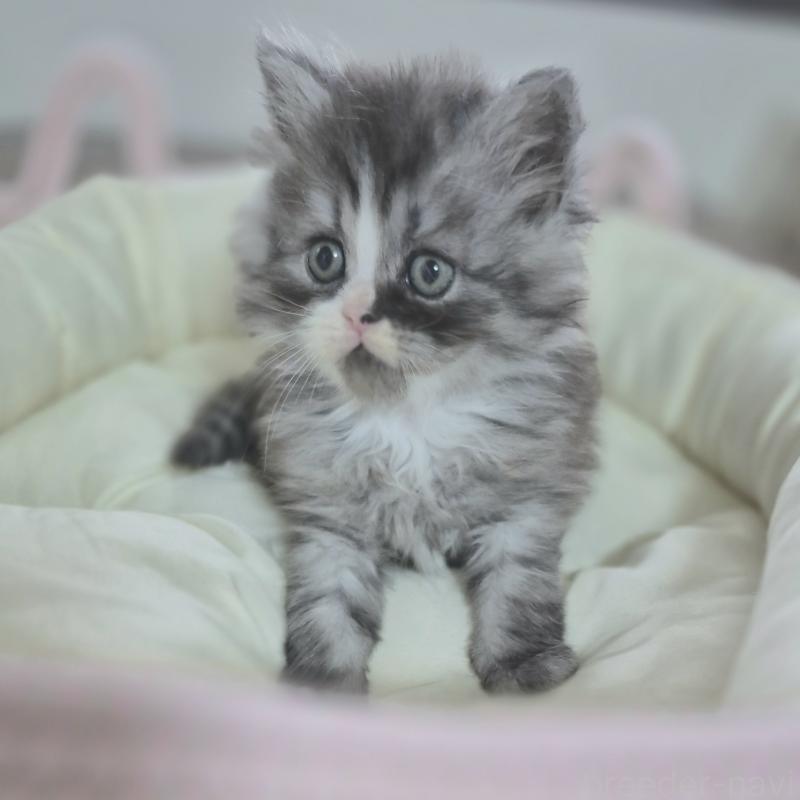 成約済の福岡県のミヌエット-134861の2枚目