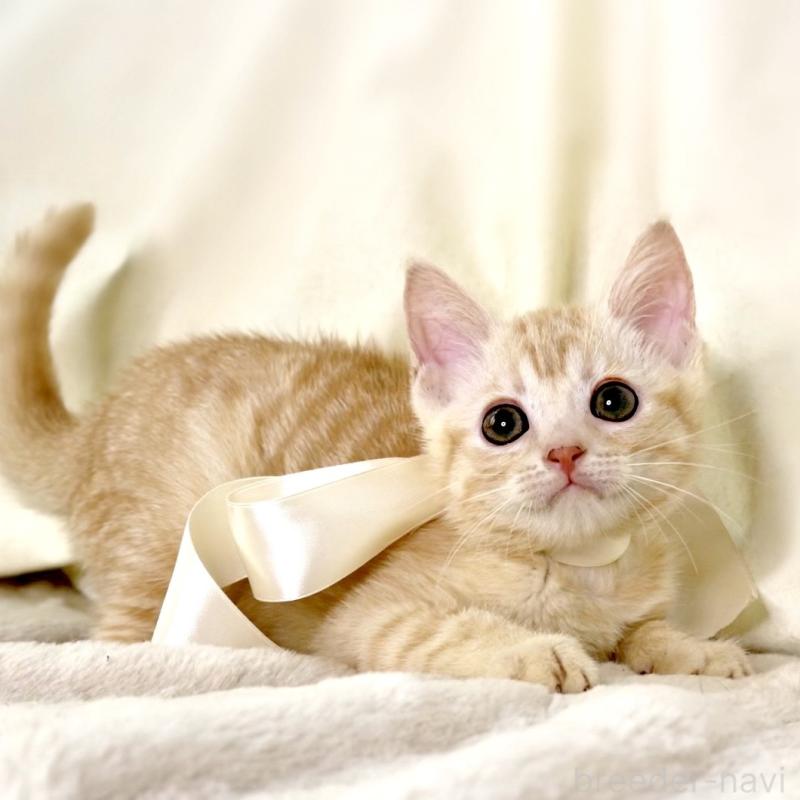 販売中の栃木県のマンチカン-136217の10枚目