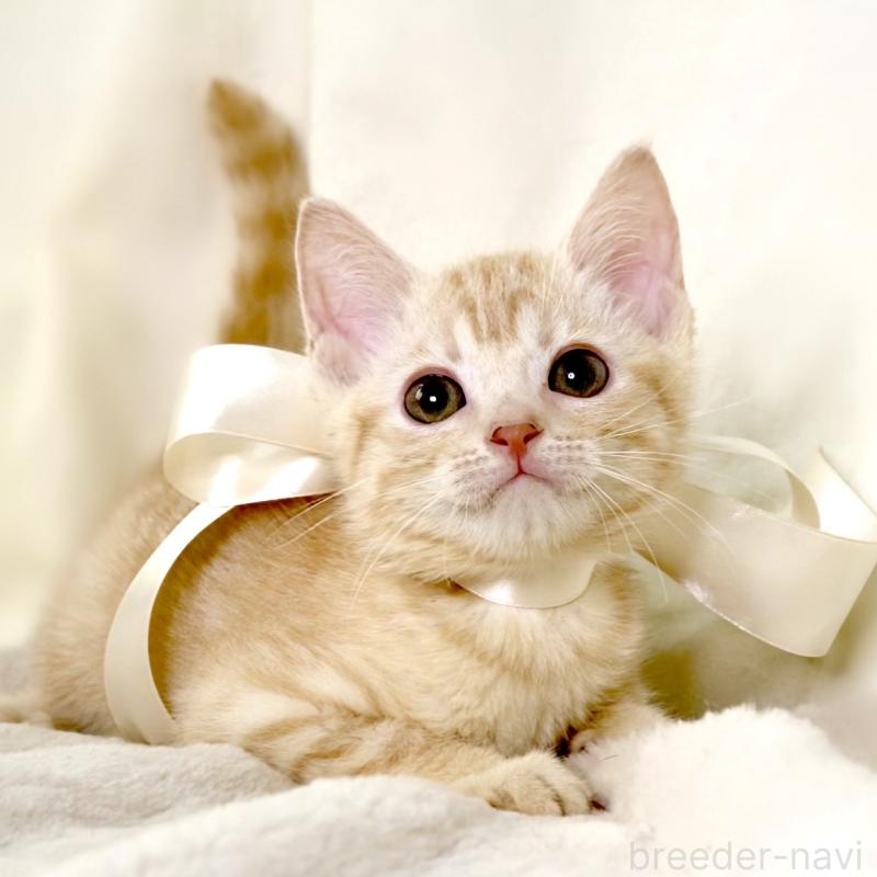 販売中の栃木県のマンチカン-136217の9枚目