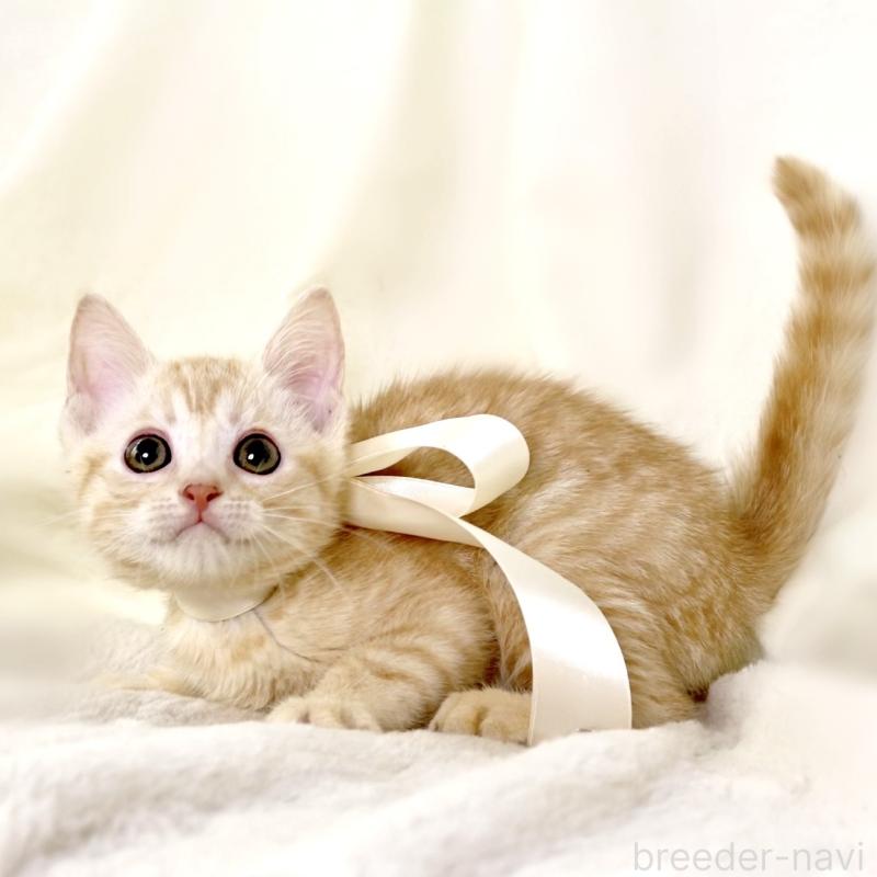 販売中の栃木県のマンチカン-136217の8枚目