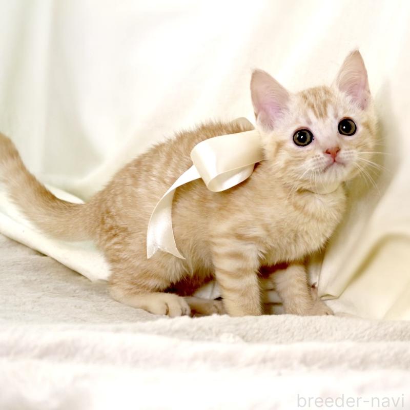 販売中の栃木県のマンチカン-136217の6枚目