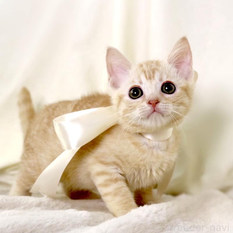 販売中の栃木県のマンチカン-136217の5枚目