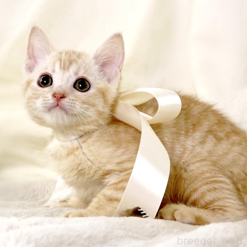 販売中の栃木県のマンチカン-136217の4枚目