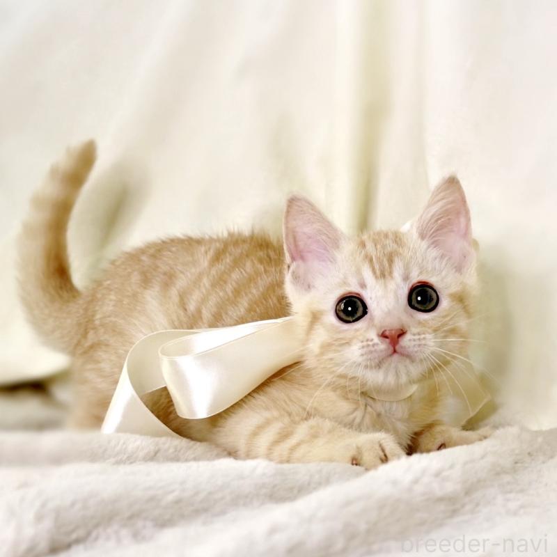 販売中の栃木県のマンチカン-136217の3枚目