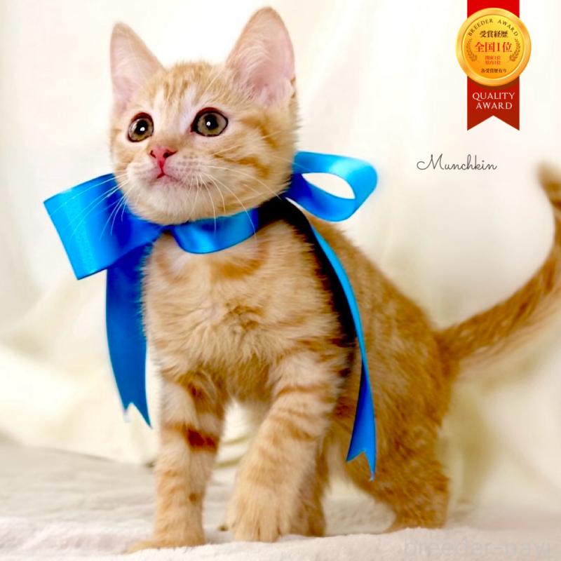 販売中の栃木県のマンチカン-136218の1枚目