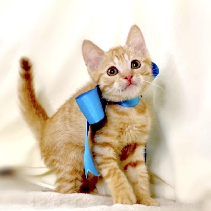 販売中の栃木県のマンチカン-136218の10枚目