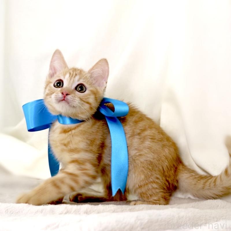 販売中の栃木県のマンチカン-136218の9枚目