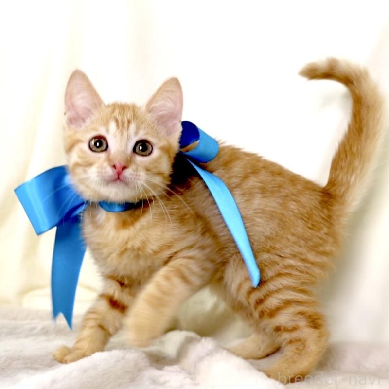 販売中の栃木県のマンチカン-136218の6枚目