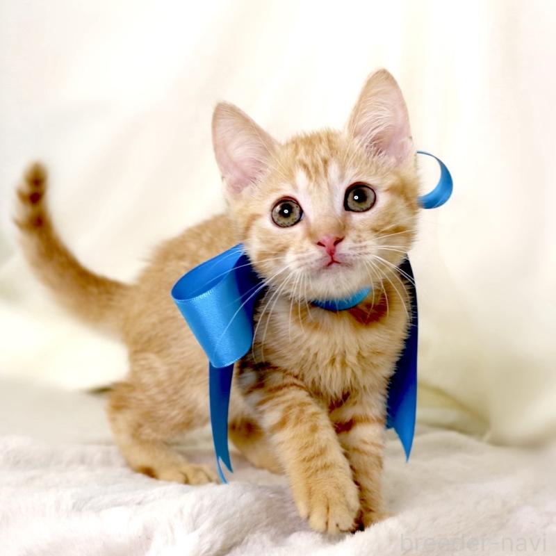 販売中の栃木県のマンチカン-136218の5枚目