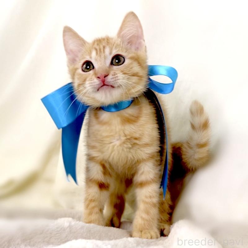 販売中の栃木県のマンチカン-136218の4枚目